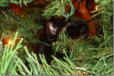 cosmo in tree
